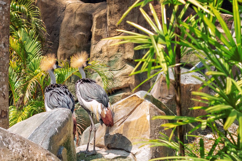 Пара Венценосных журавлей