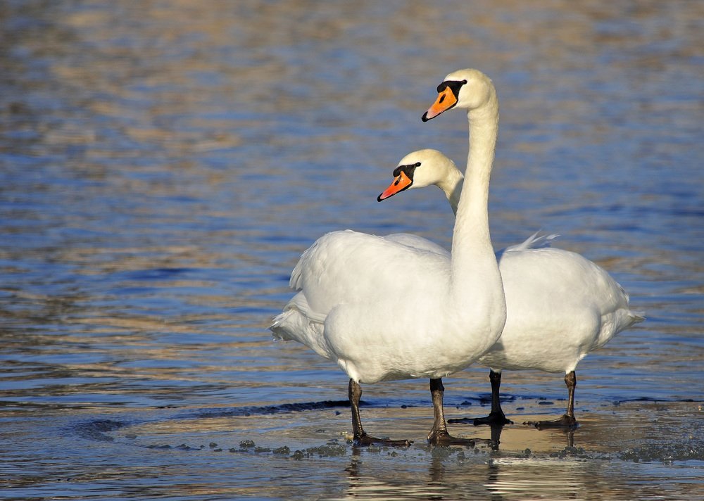 Photograph by Игорь Овсиенко