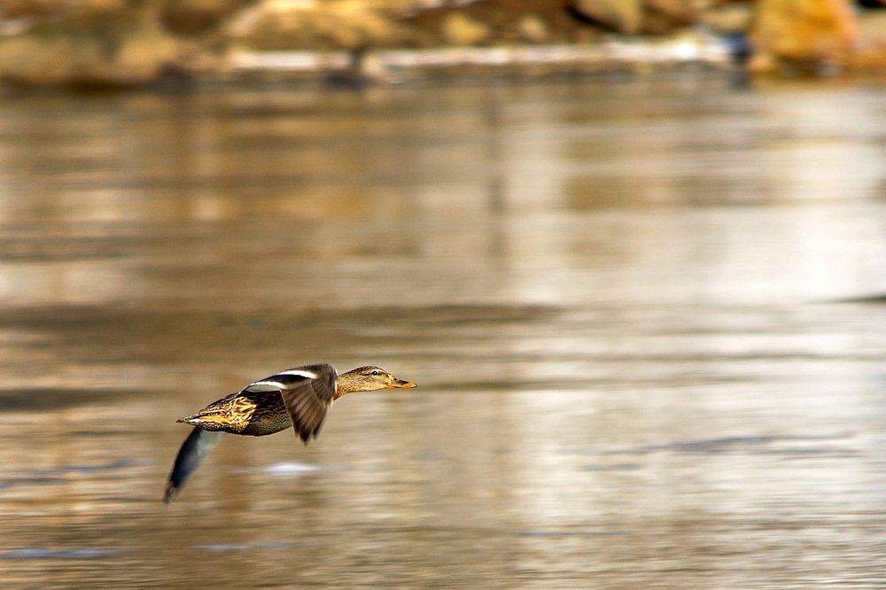 Полет в золотых тонах