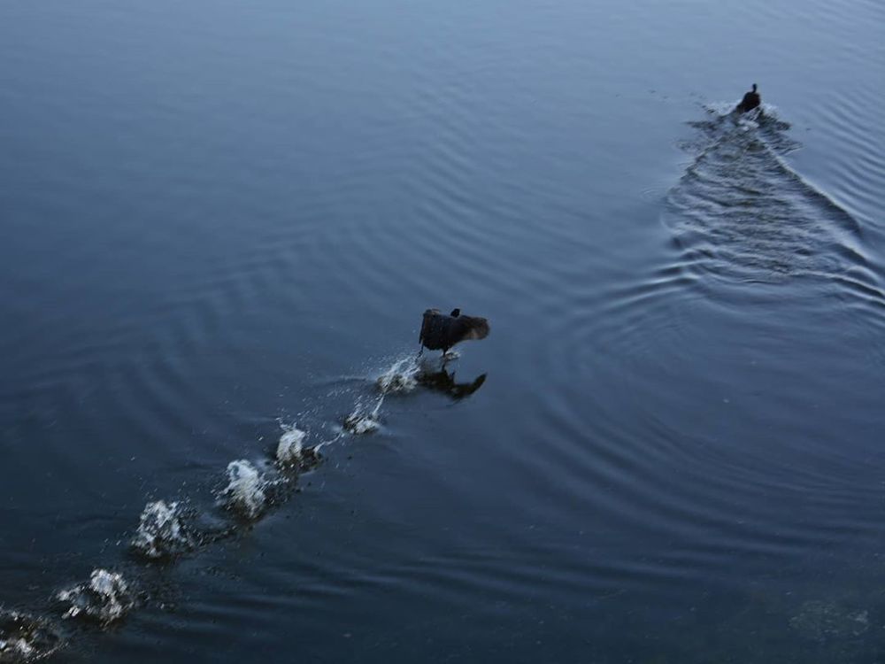 ...игры на воде