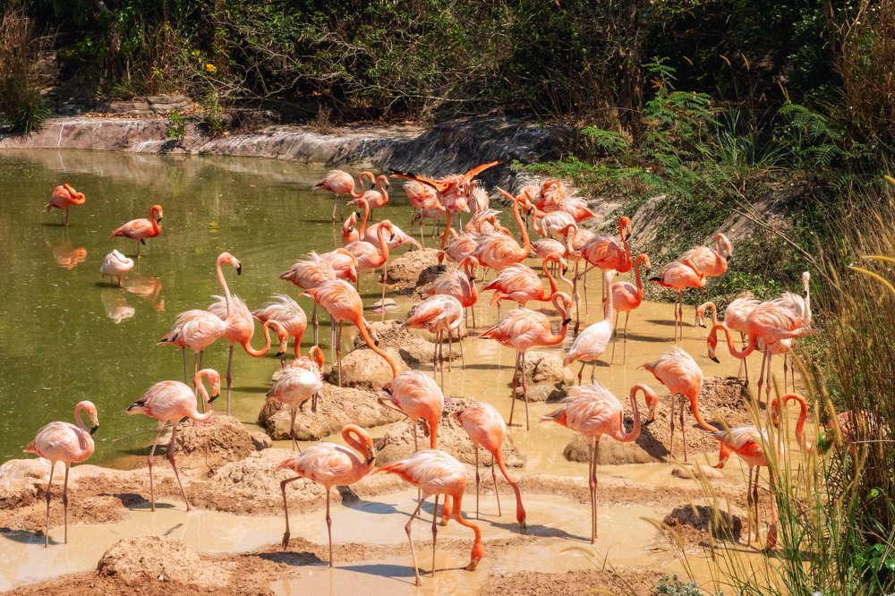 Розовые фламинго