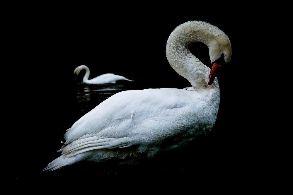 Photograph by  Camelia