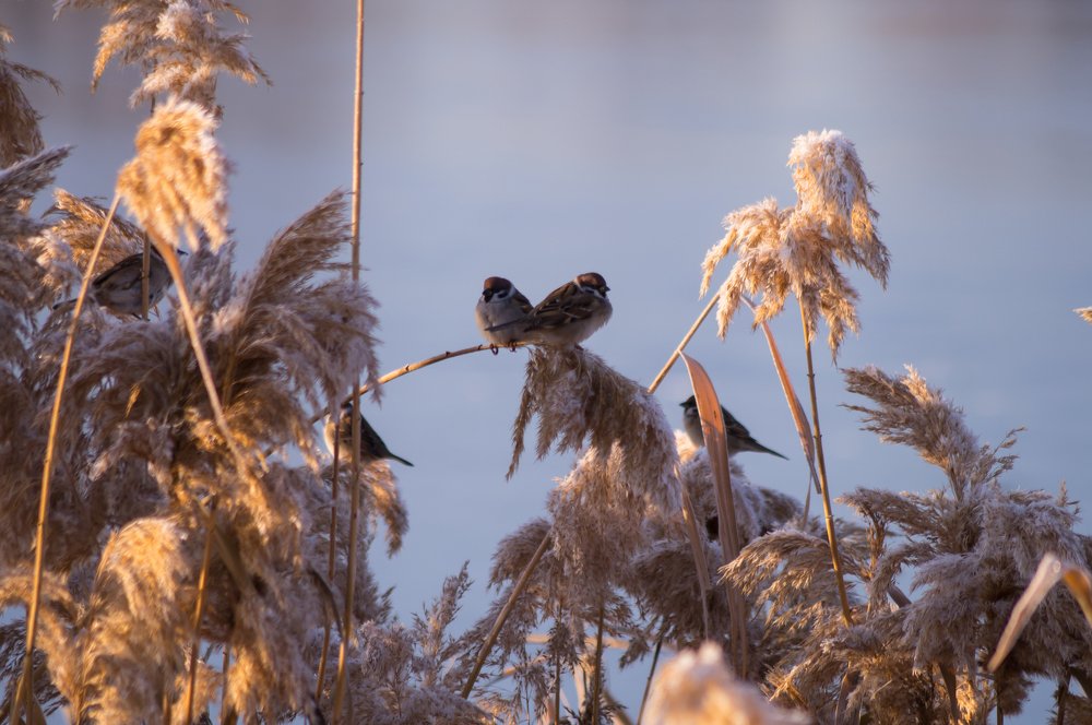 Воробьи в камышах