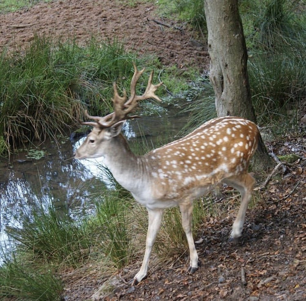 Photograph by Лена Гобена