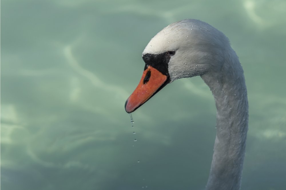 THE SWAN AND THE WATER