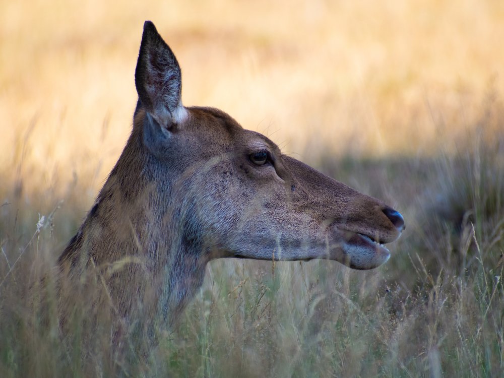 Фотография автора Anandhu M