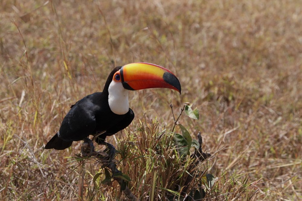 Tucano