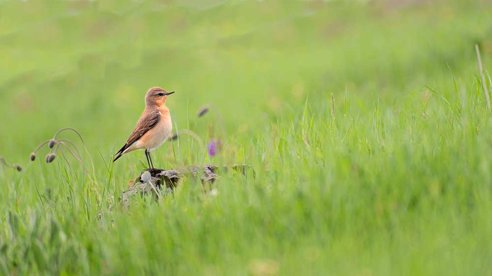 Photograph by Adl Abdolahi