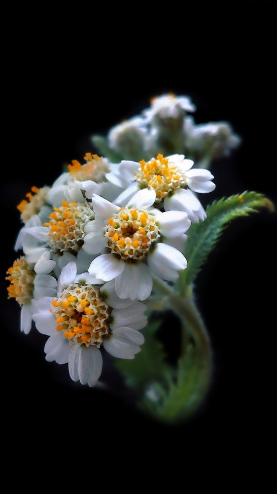 Yarrow