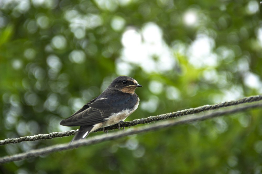 желторотик