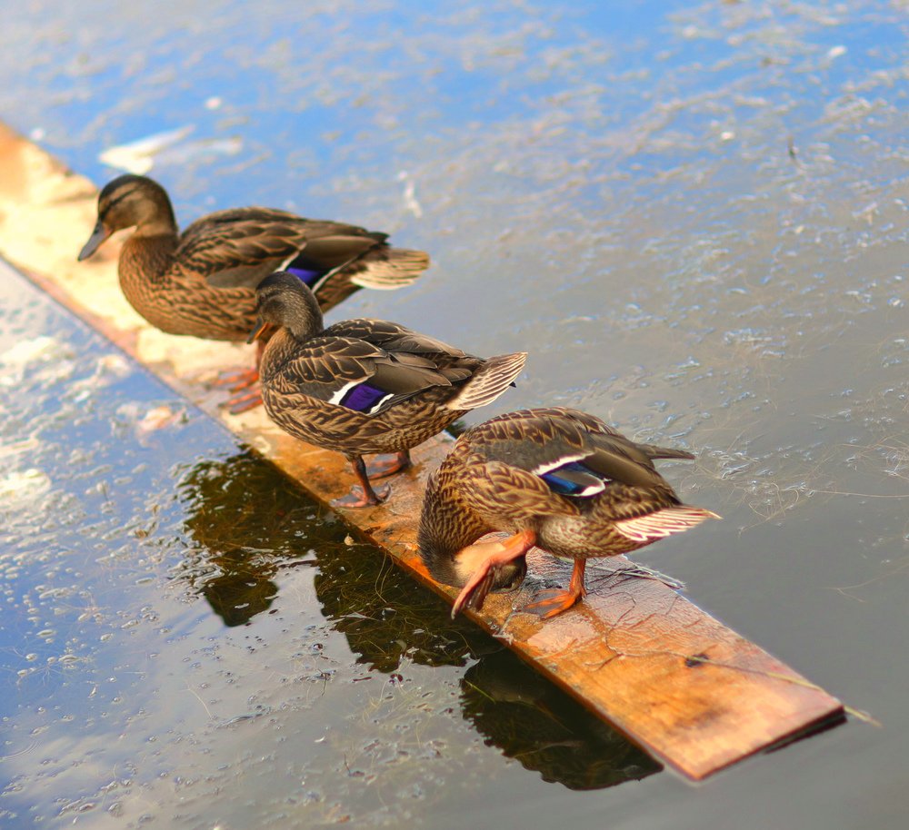 Утиные истории...