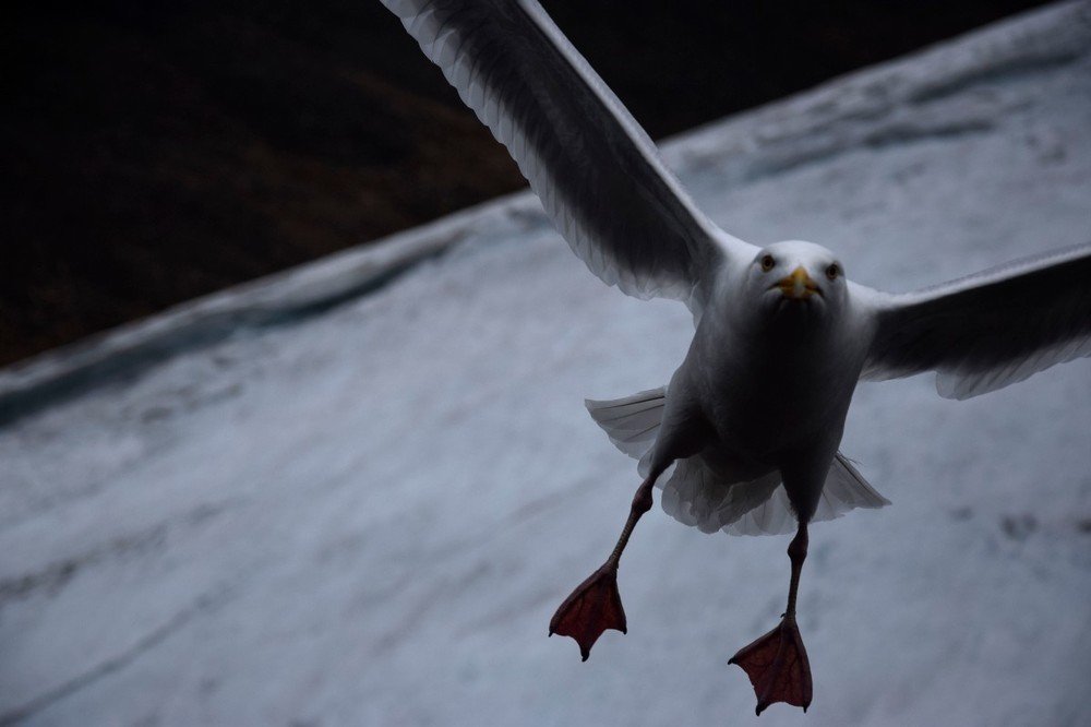 Photograph by Алексей Логинов