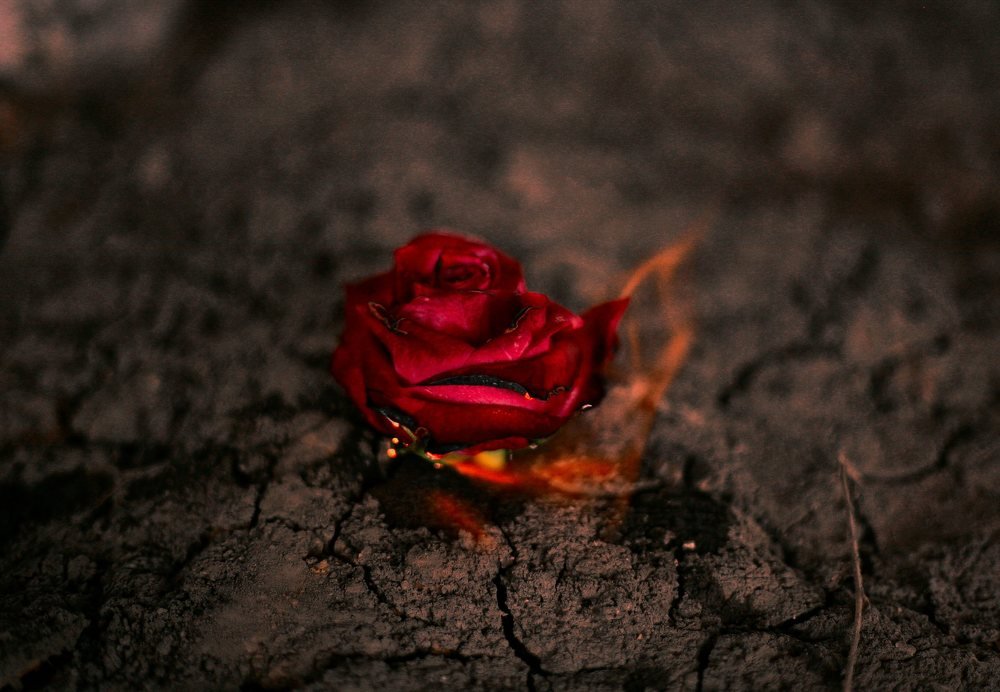 rose on fire