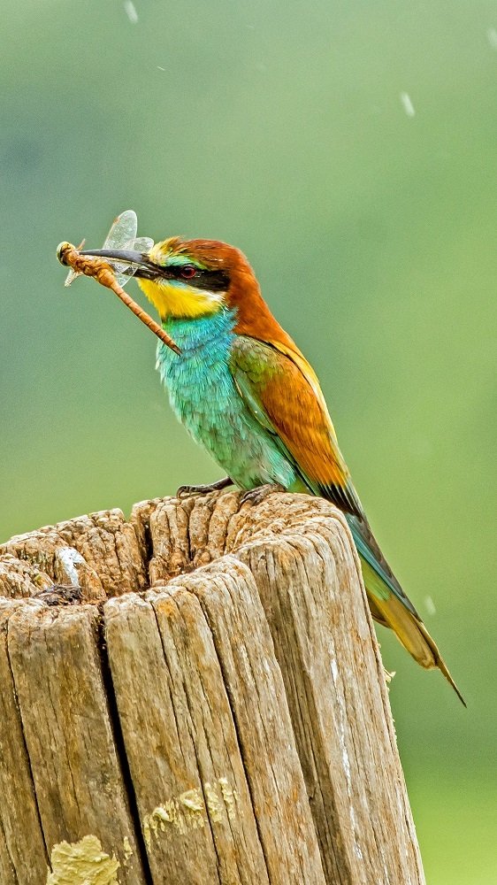 Photograph by zause01