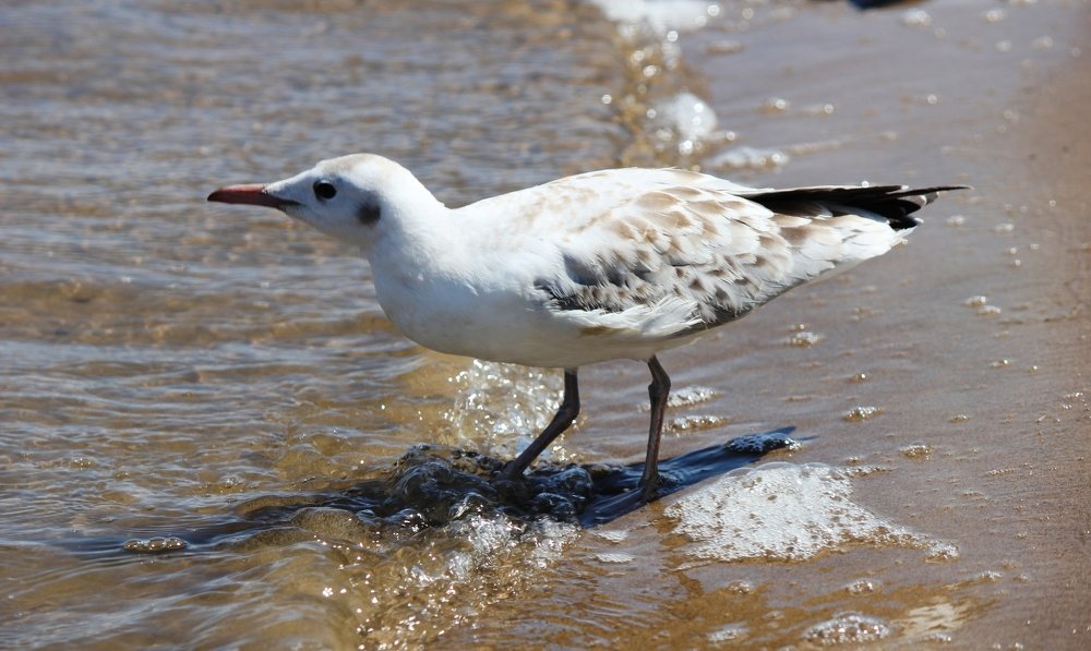 Photograph by Александр Бугаенко
