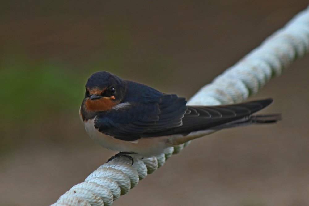 Photograph by Александр Бугаенко