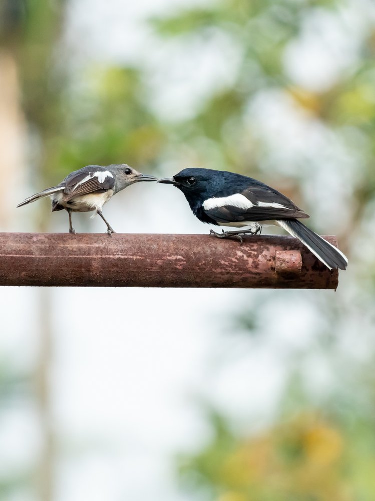 Oriental magpie-robin