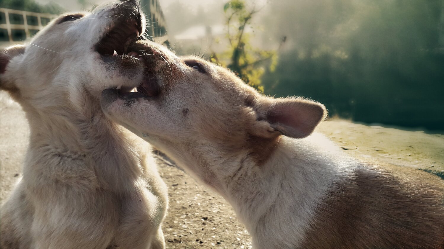 Dog.