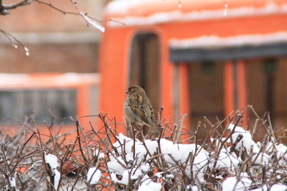 Photograph by Наталья Сазонова