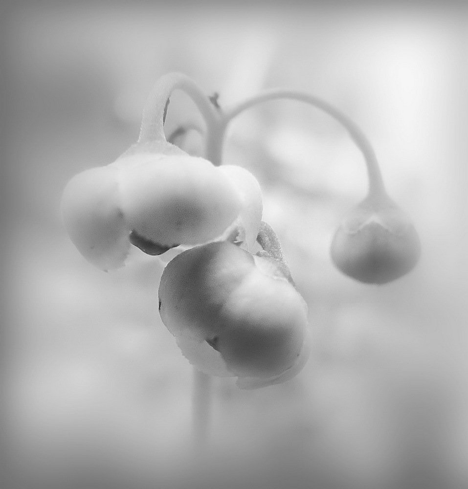 Photograph by Игорь Меньшенин