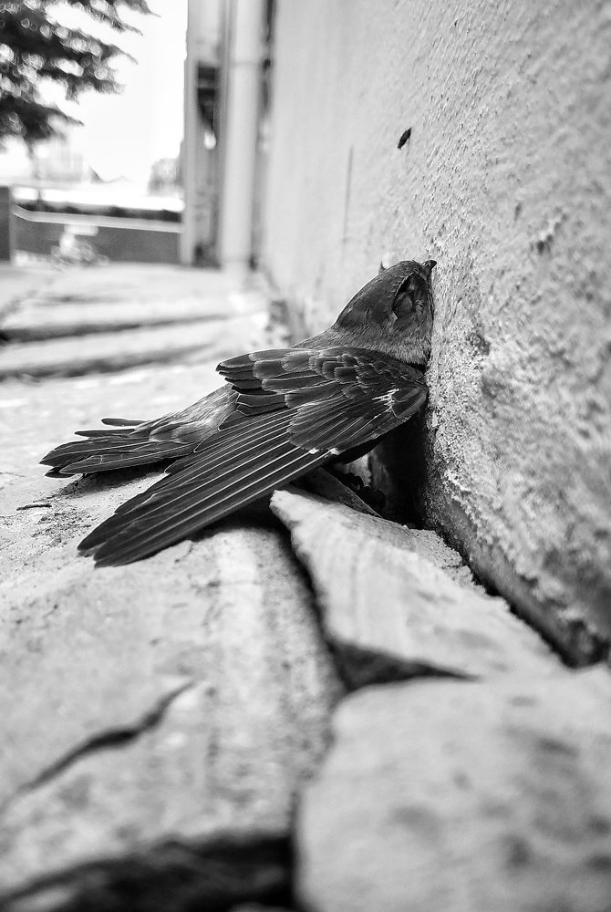 Tired Bird