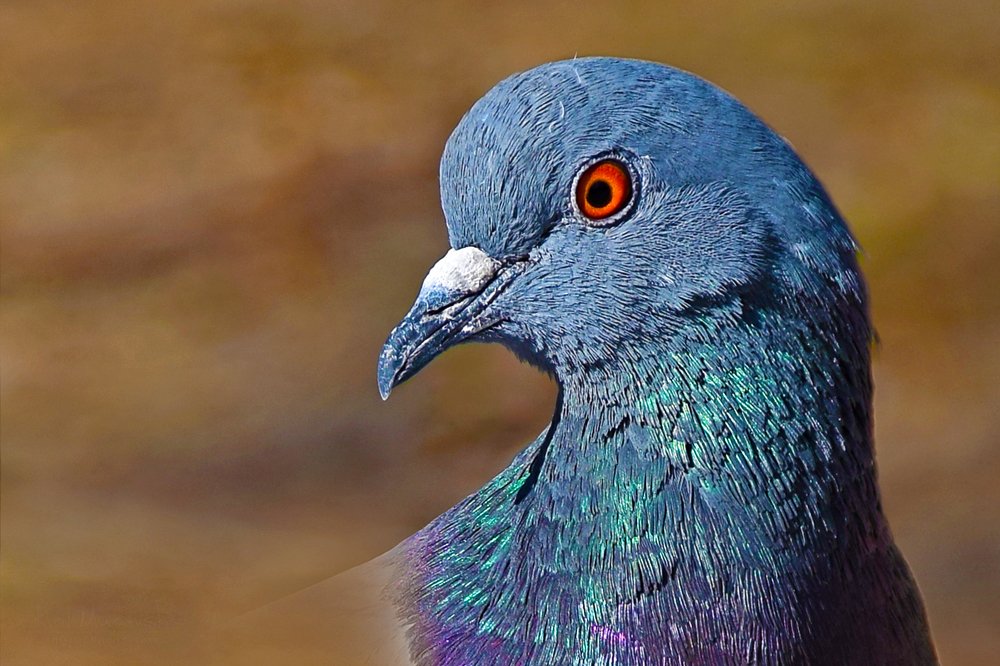 Urban Creature: Pigeon's Portrait