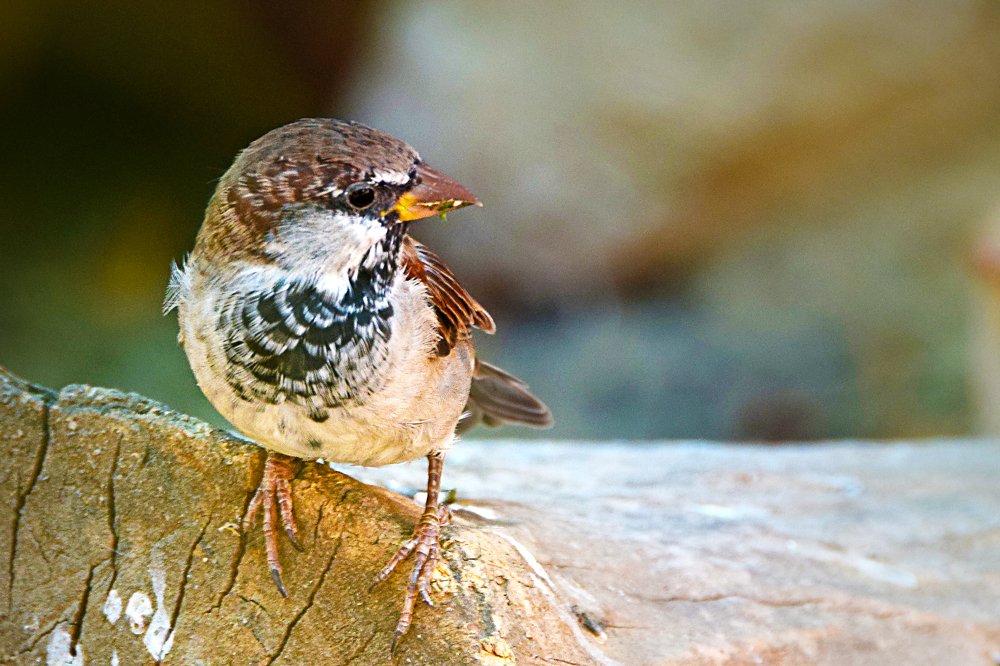 Photograph by Kiril Mucevski