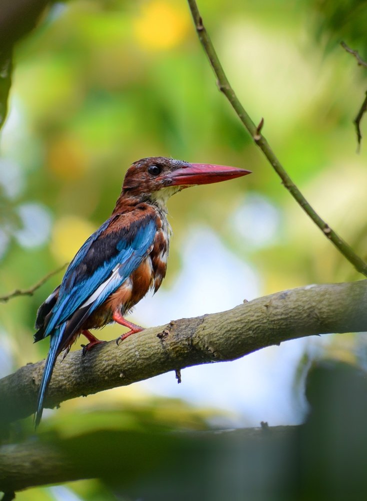 White Throated Kingfisher