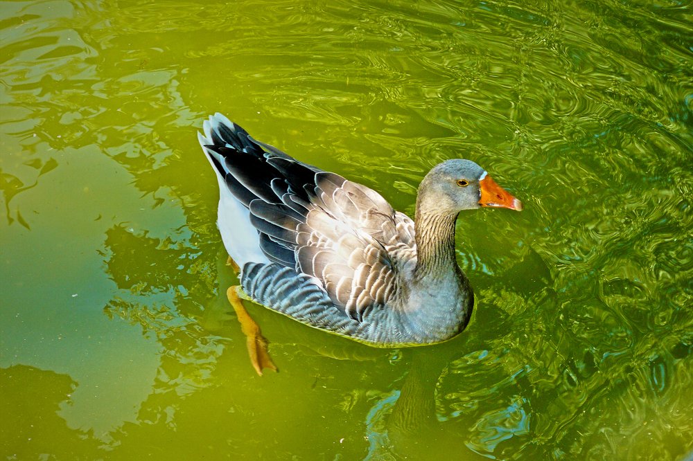 Photograph by Kiril Mucevski