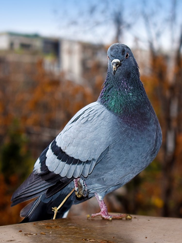 Pigeon Portrait