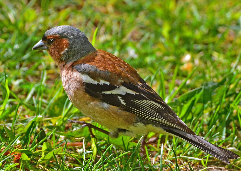 Фотография автора Антип