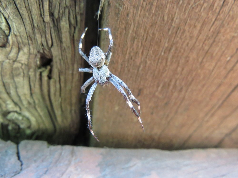 Обыкновенный крестовик