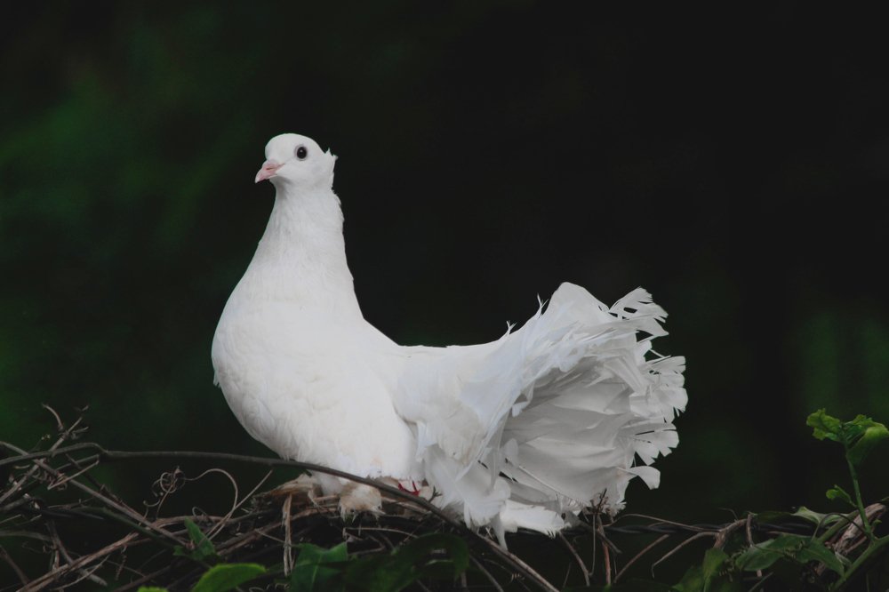 Photograph by Rijas Galleria