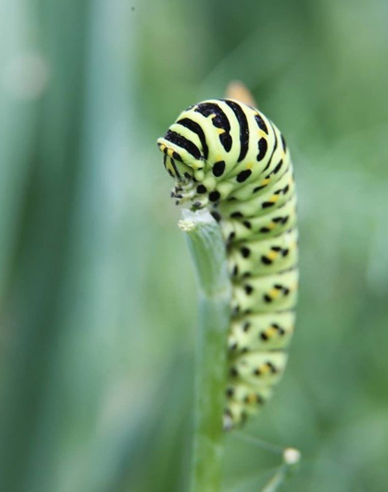 Гусеница УКРОПНИЦА