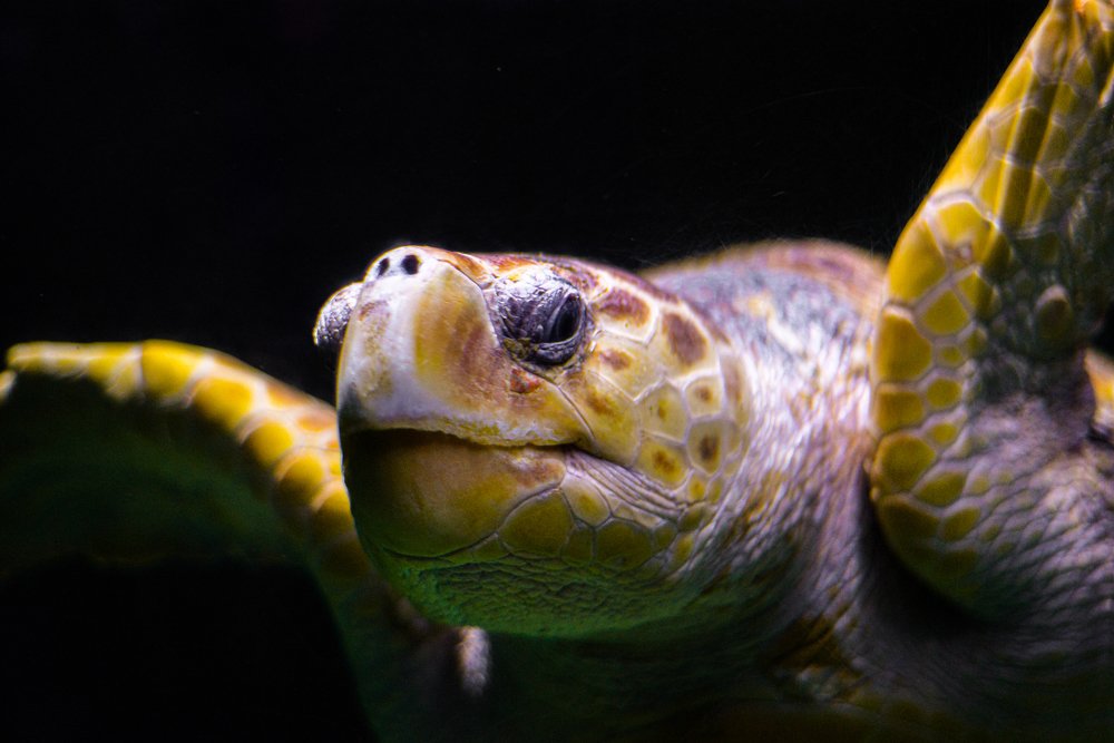 Green turtle - Kareta