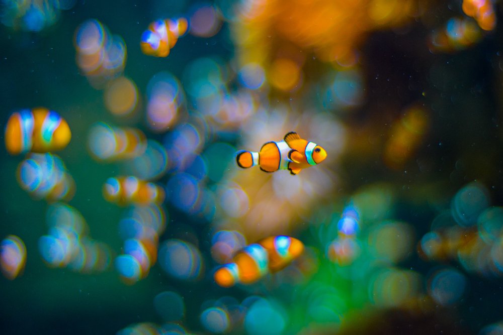 Finding Nemo on the Coral Reef