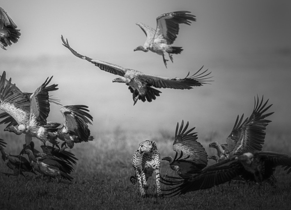 Scavenger vs Predator