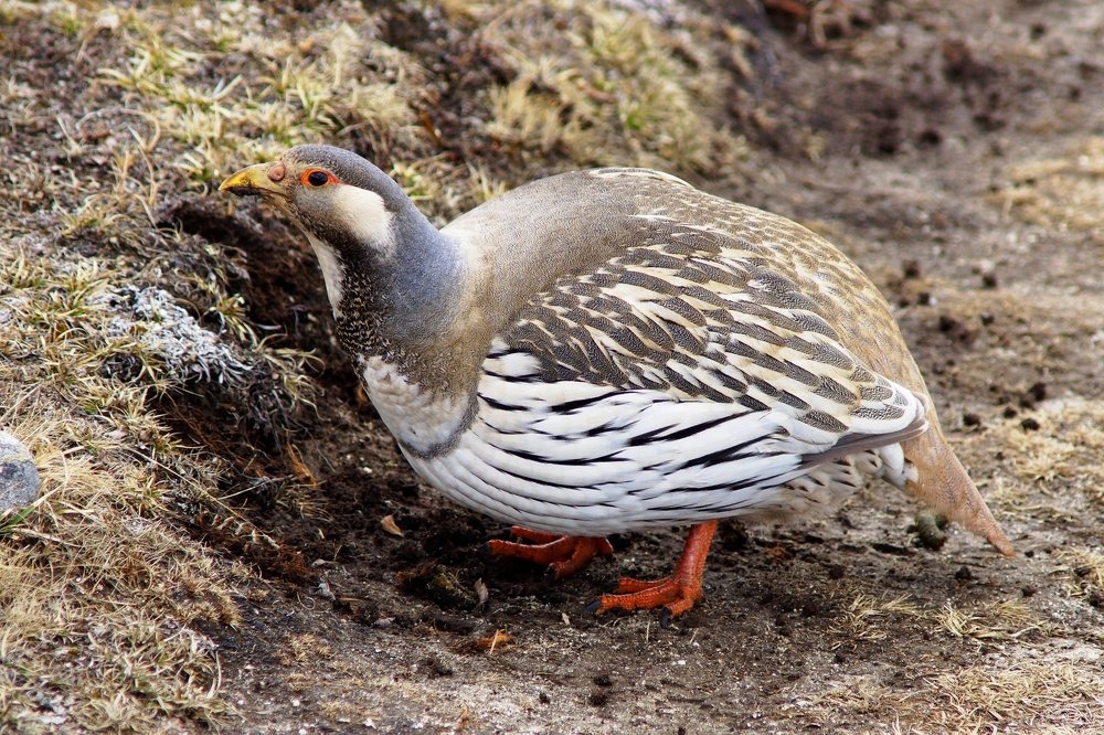 Фазаны Гималаев