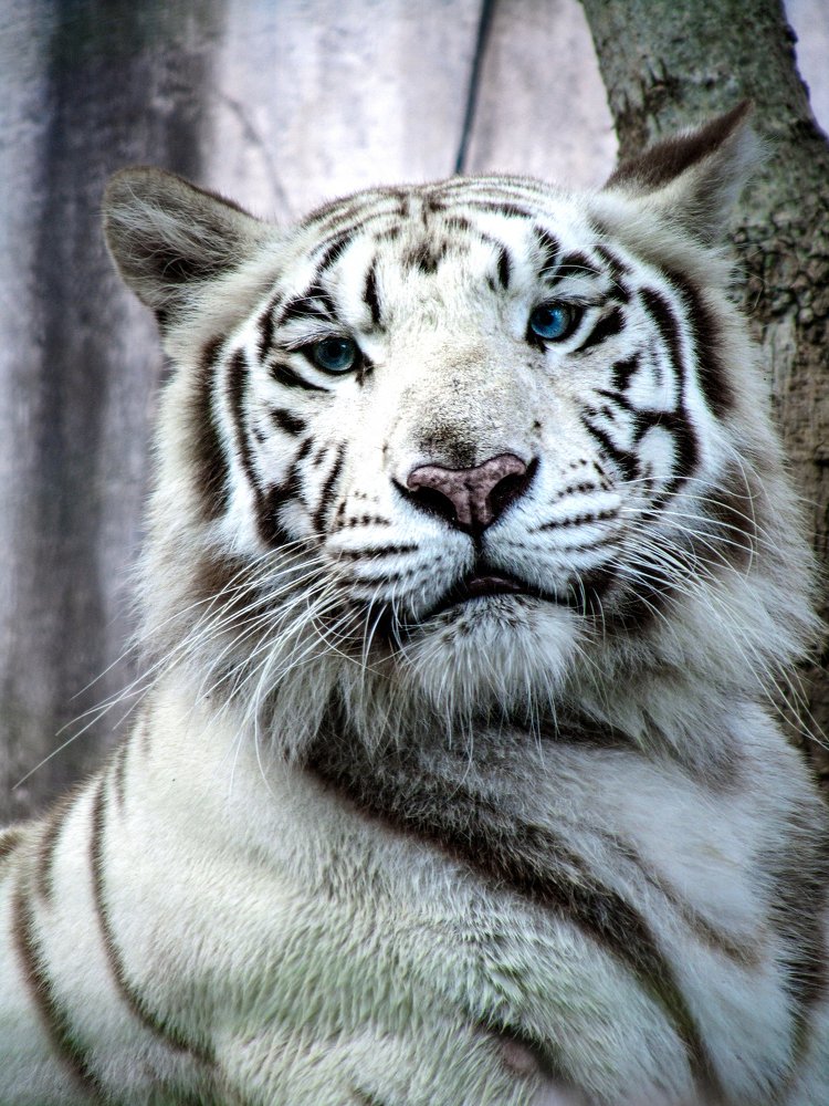 Photograph by Albert Maramis