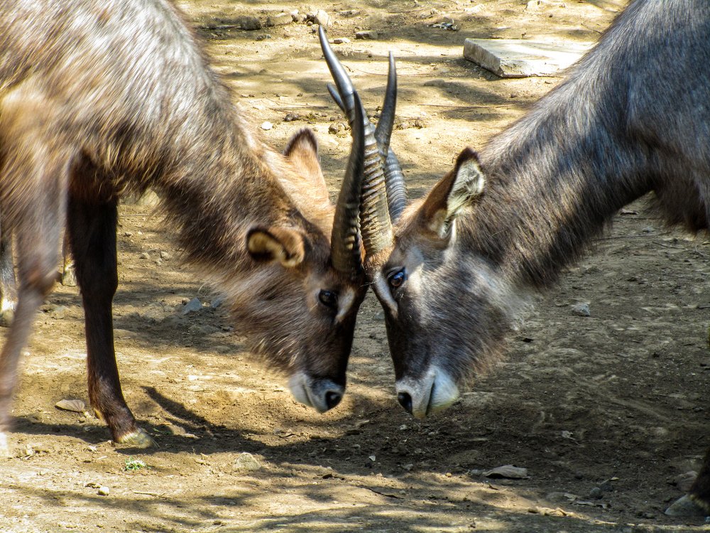 Photograph by Albert Maramis