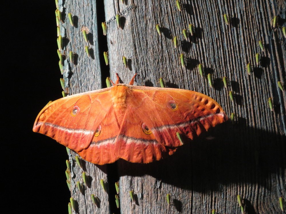 Photograph by Елена Жадько