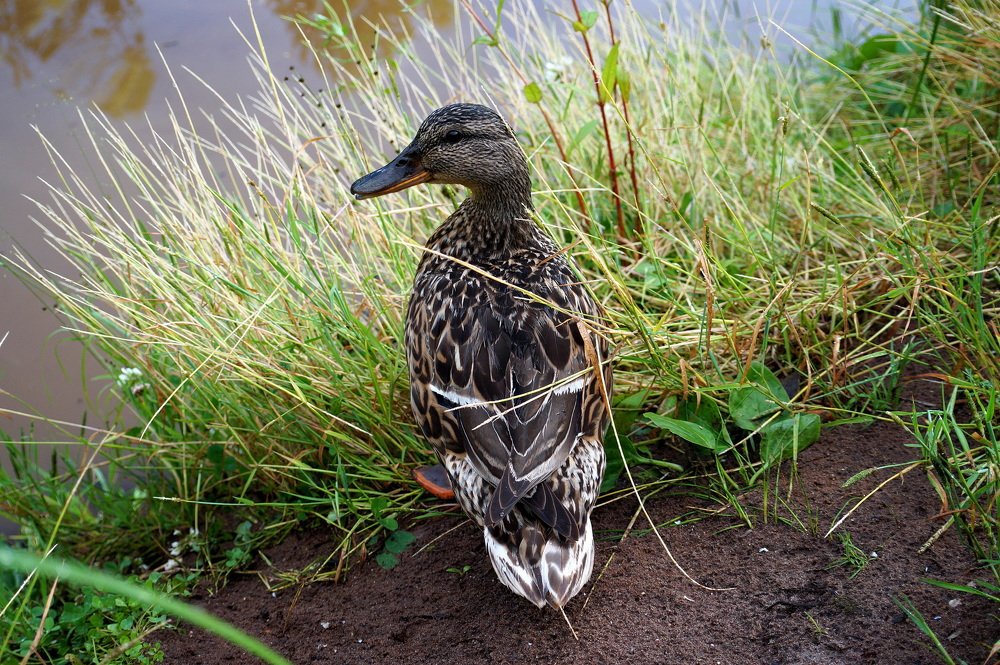 В  ожидании  утят ...