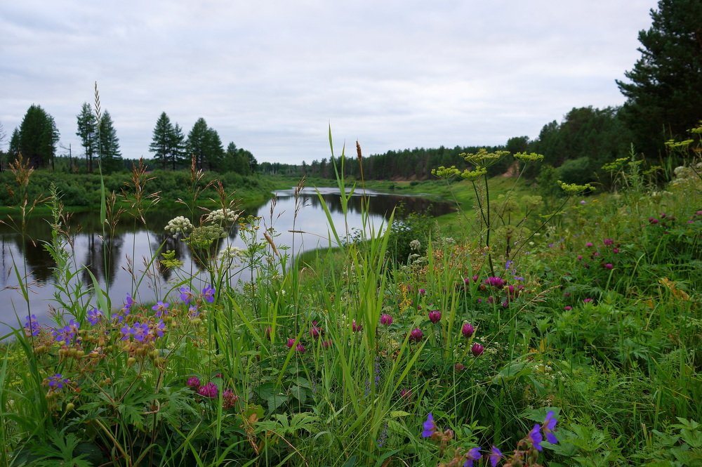 Разнотравье ...разноцветье ...