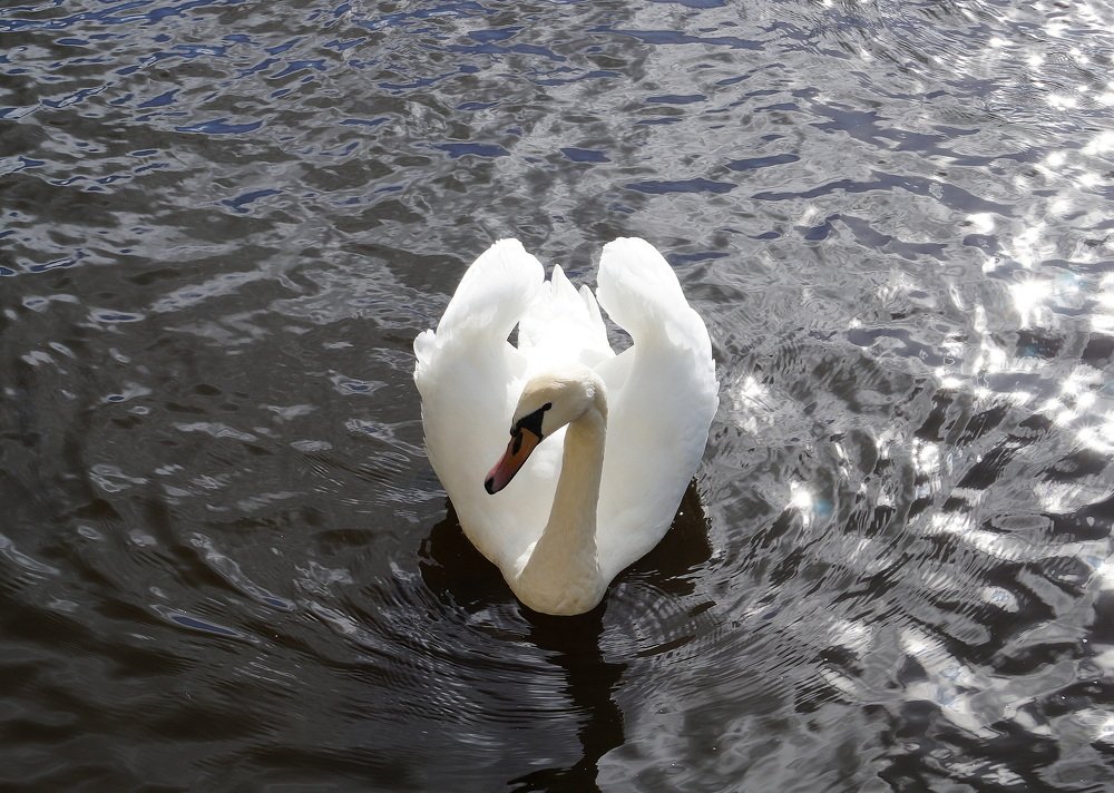 А  белый  лебедь  на  пруду ...