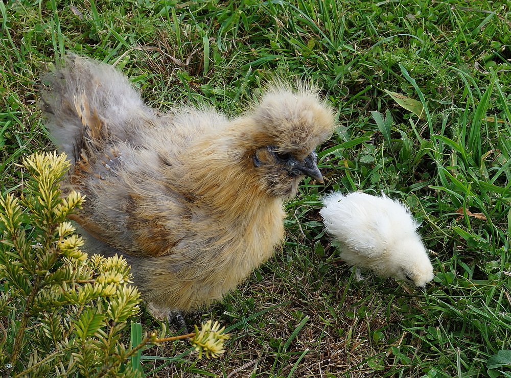 Тоже  птица ...