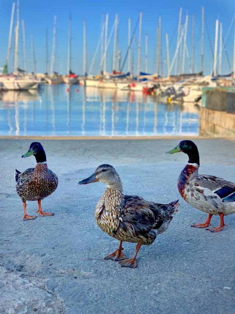 Photograph by Марина Неберекутина