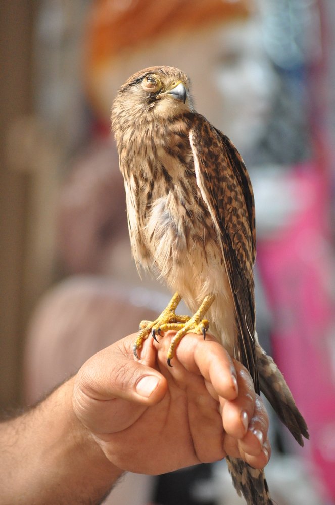 لا أمان لنا في الارض سواك