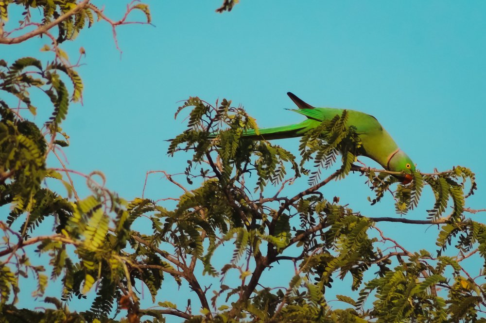 Фотография автора Manas Panja