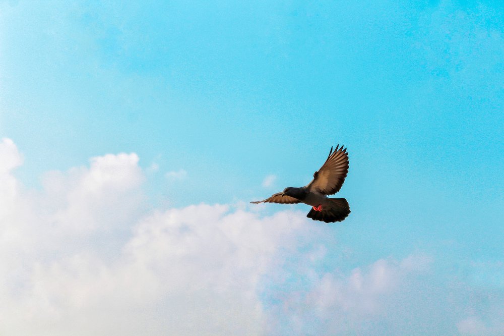 Фотография автора Manas Panja