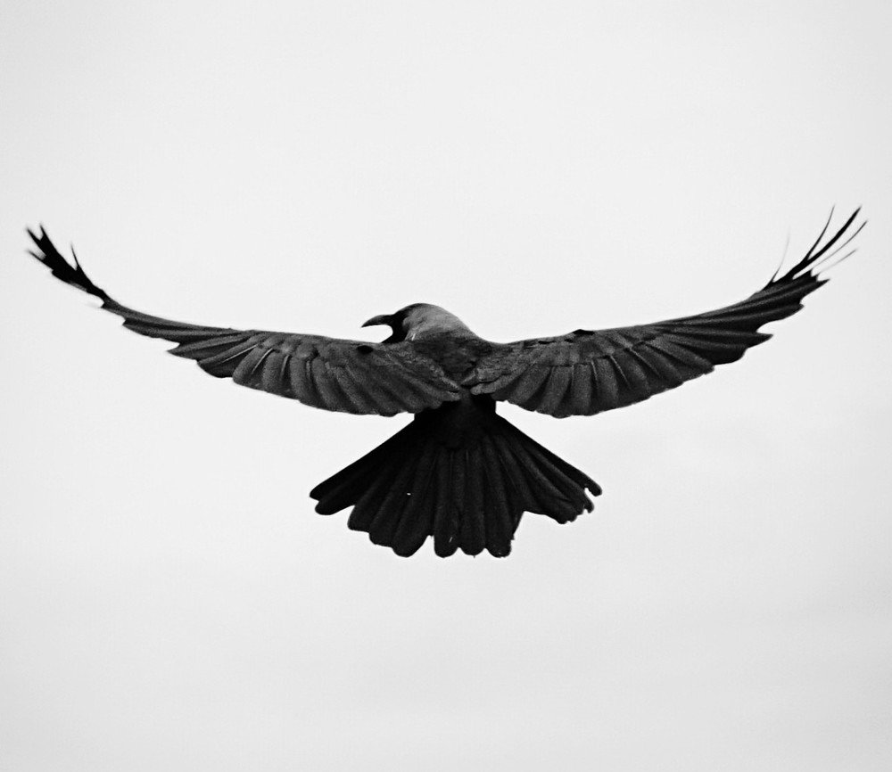 Flight of the crow